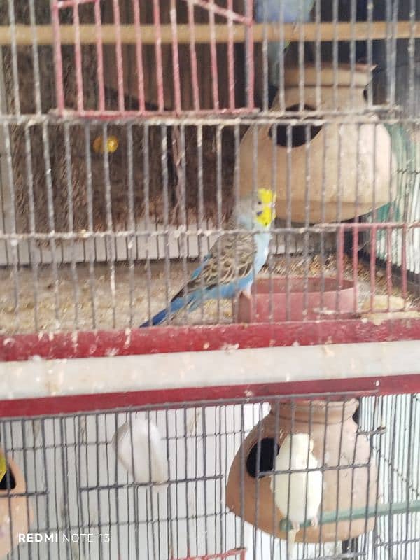 Australian perrots setup for sale 10