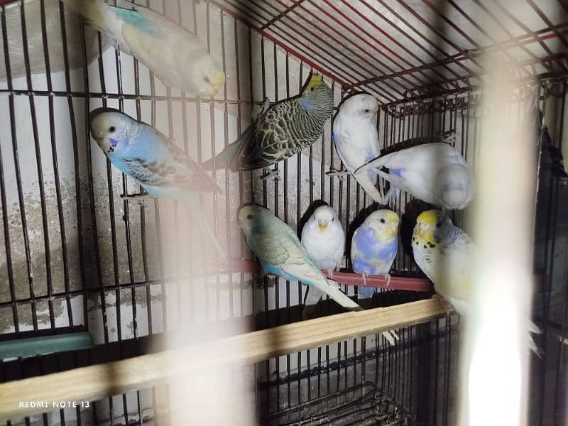 Australian perrots setup for sale 11