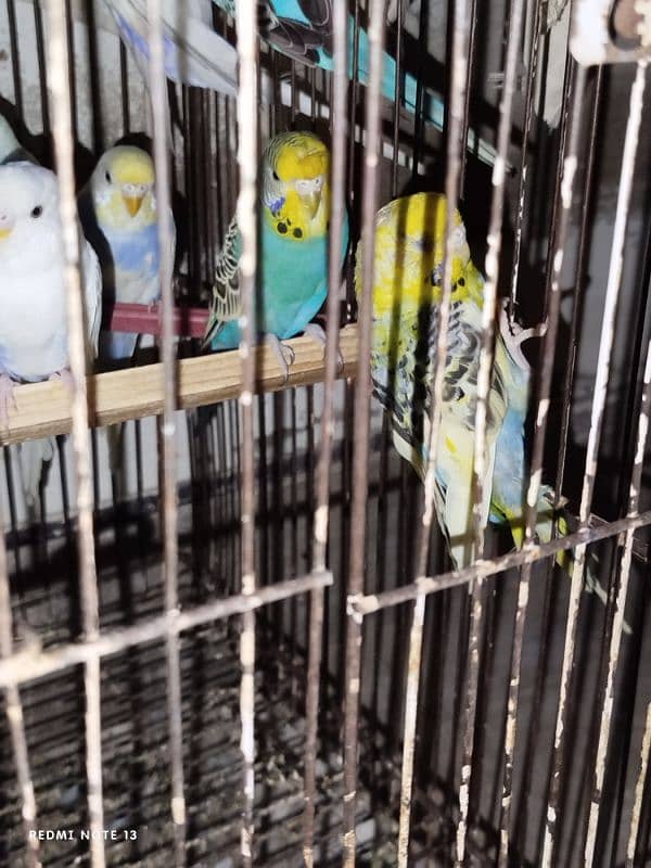 Australian perrots setup for sale 12