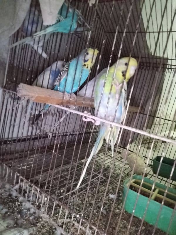 Australian perrots setup for sale 13