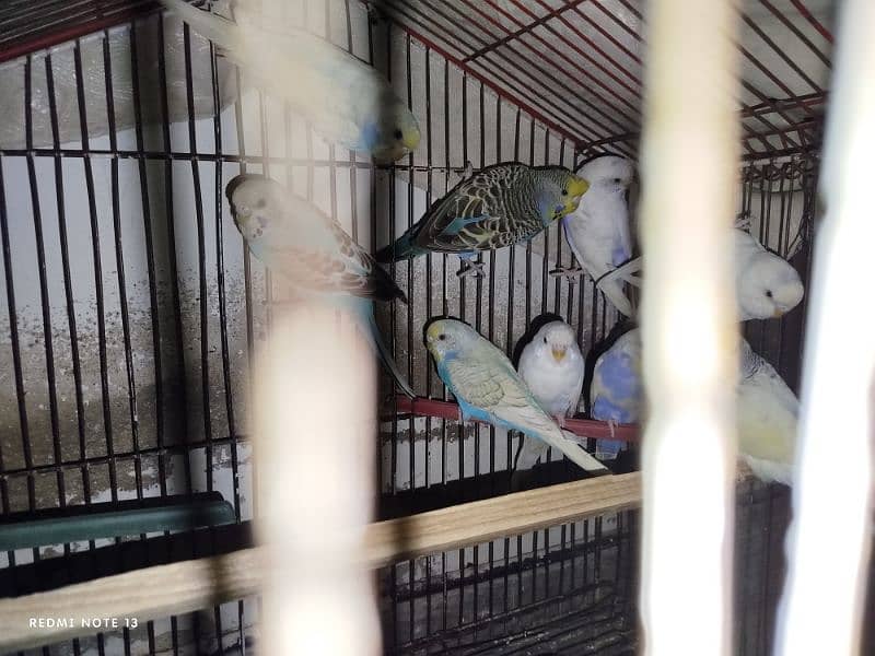 Australian perrots setup for sale 14