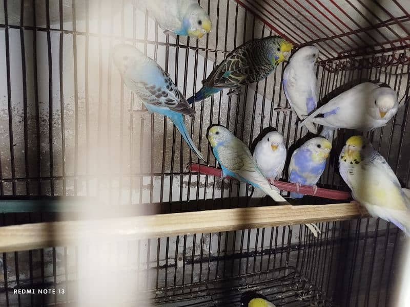 Australian perrots setup for sale 15