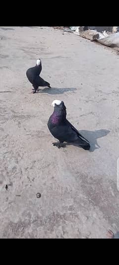 Black mukhi breeder pair for sale