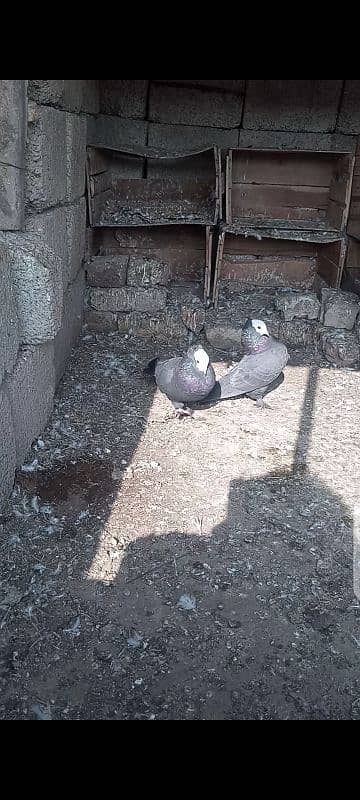 Black mukhi pair breeder for sale 2