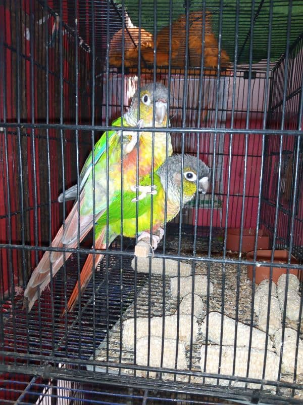 GREEN CHEEK CONURE BREEDER PAIR 0