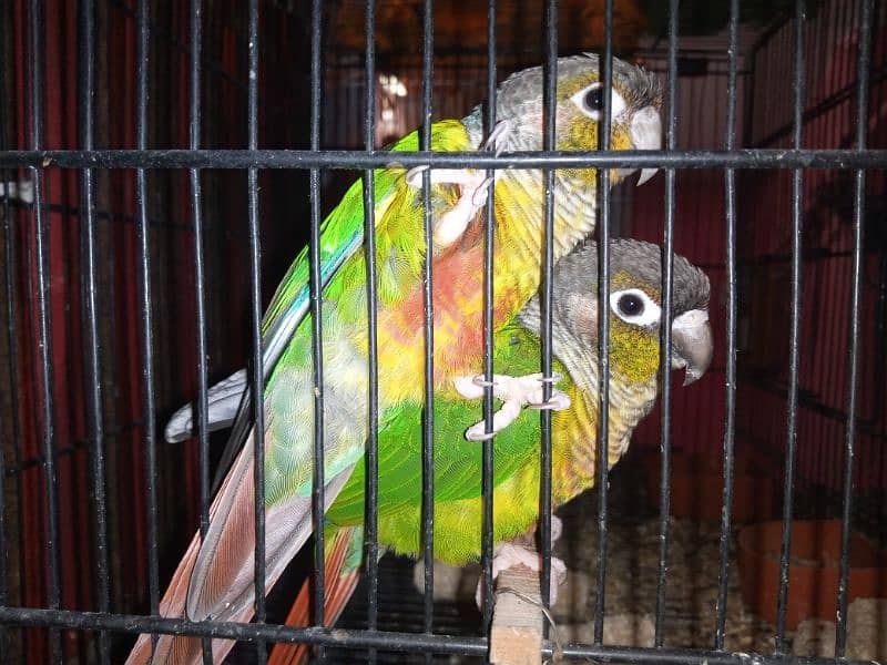 GREEN CHEEK CONURE BREEDER PAIR 1