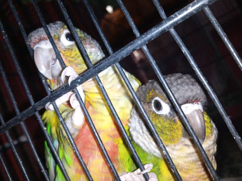 GREEN CHEEK CONURE BREEDER PAIR 2