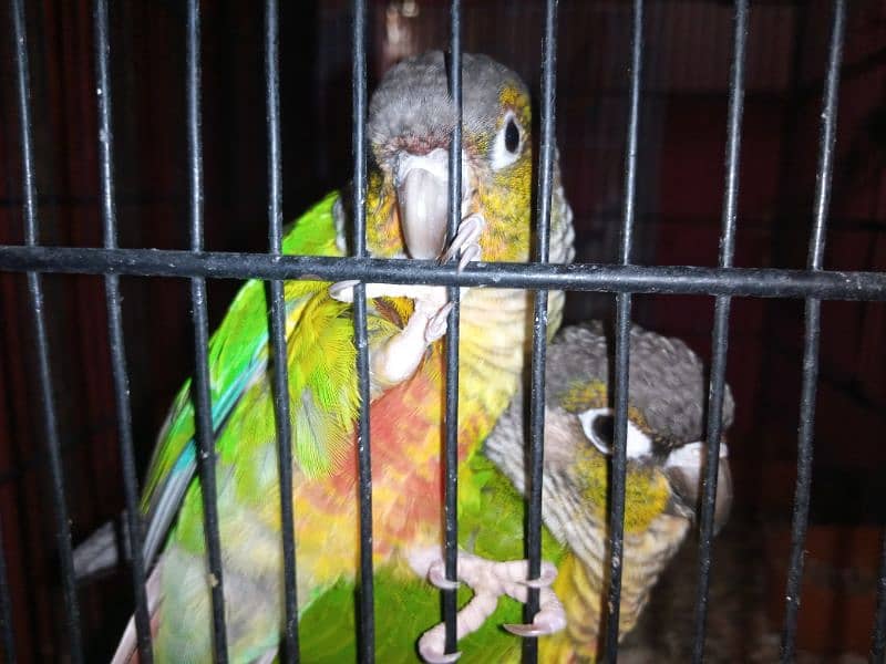 GREEN CHEEK CONURE BREEDER PAIR 3