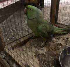 green parrot for sale