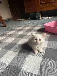 Persian kitten 60 days for sale