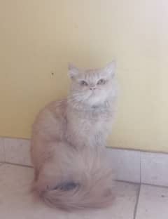 Persian male cat