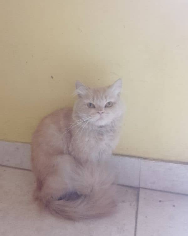 Persian male cat 1