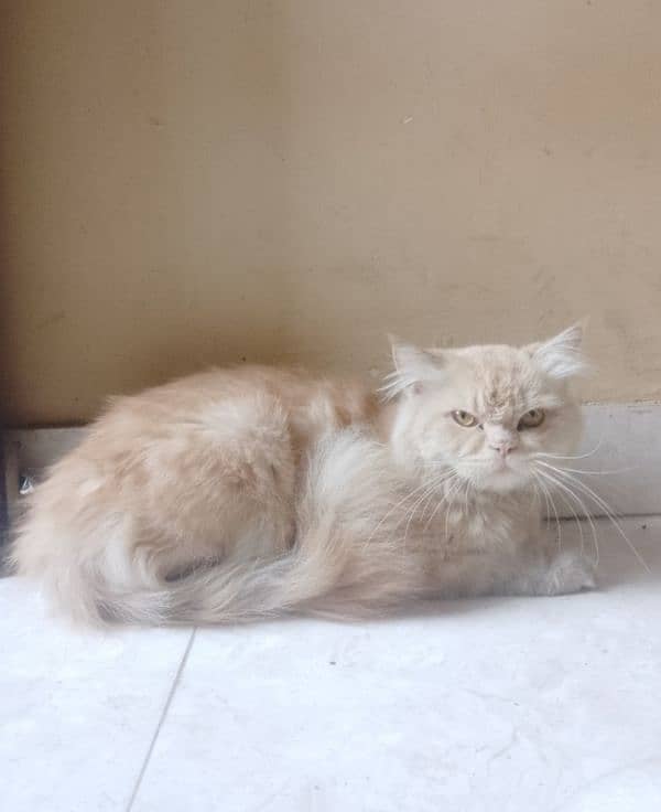 Persian male cat 2