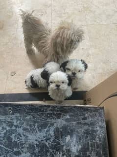 Shitzu puppies