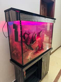 Fishes with Full size Aquarium