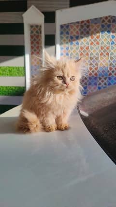 Tripple coat persian kitten