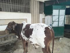 1.5 years bachra for sale