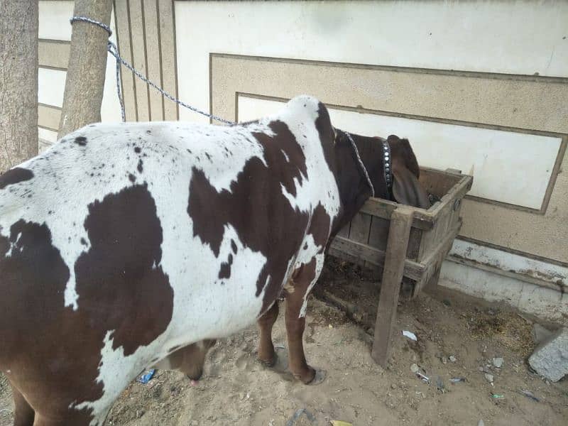 1.5 years bachra for sale 1