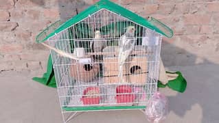 pair h box ya kuja ek chez mile ge cage ka sath