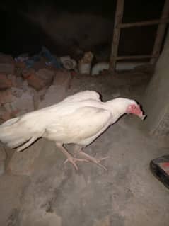 pure hera aseel 10 brick tak height ha home breed full healthy