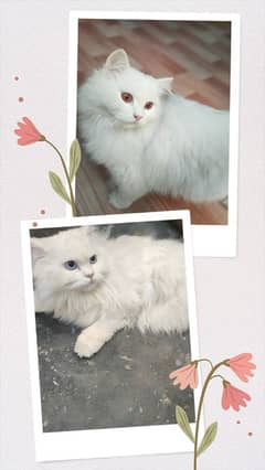 Persian Cats (Male Female)