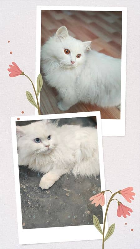 Persian Cats (Male Female) 0