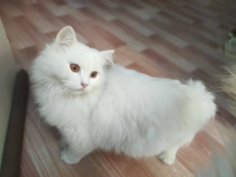 Persian Cats (Male Female) 1