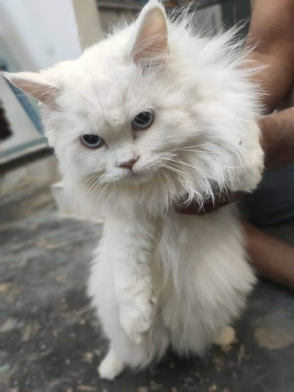 Persian Cats (Male Female) 2