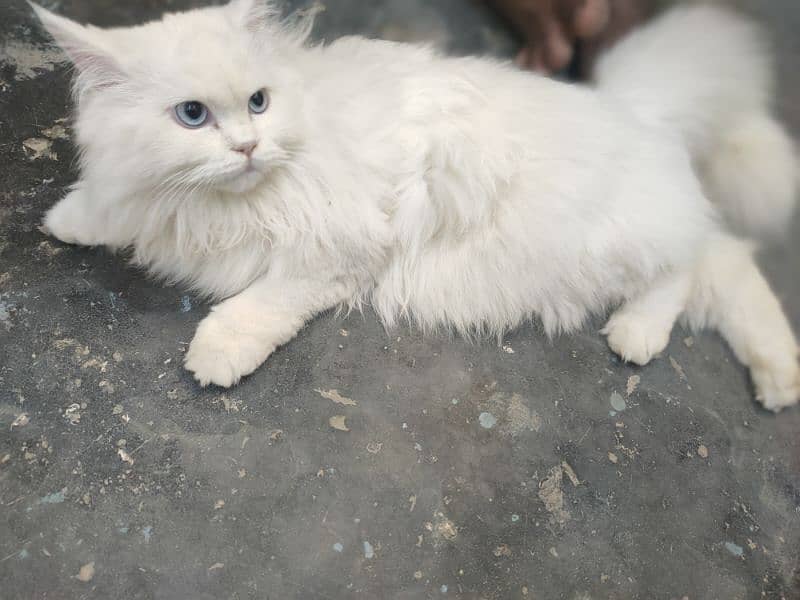 Persian Cats (Male Female) 3