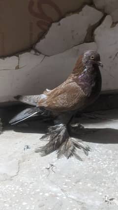 gobara pigeon male for sale