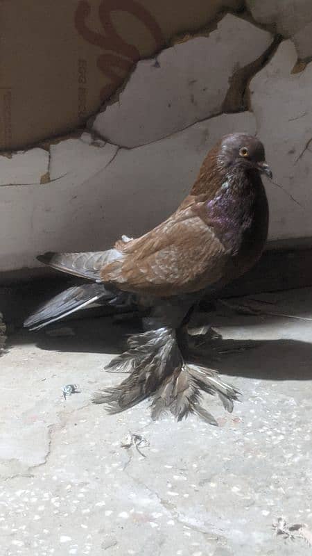 gobara pigeon male     contact 03244458755 0