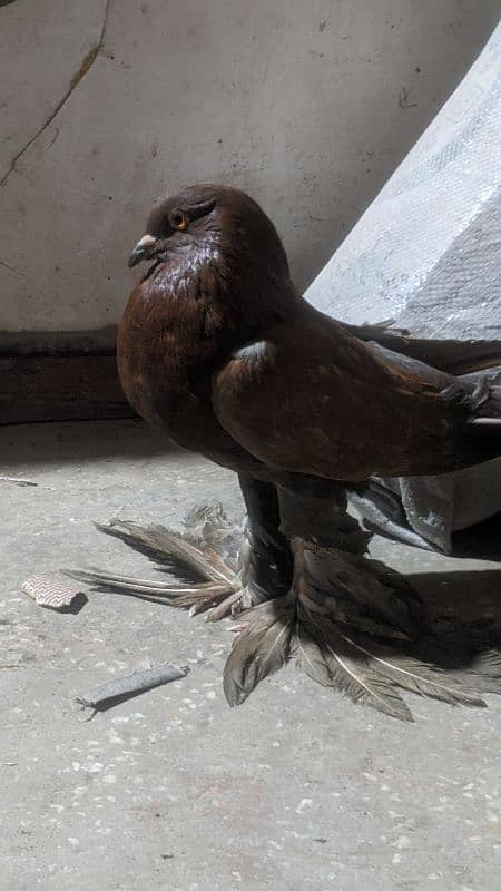 gobara pigeon male     contact 03244458755 1