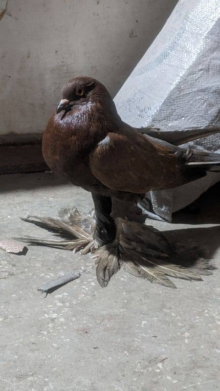 gobara pigeon male     contact 03244458755 2