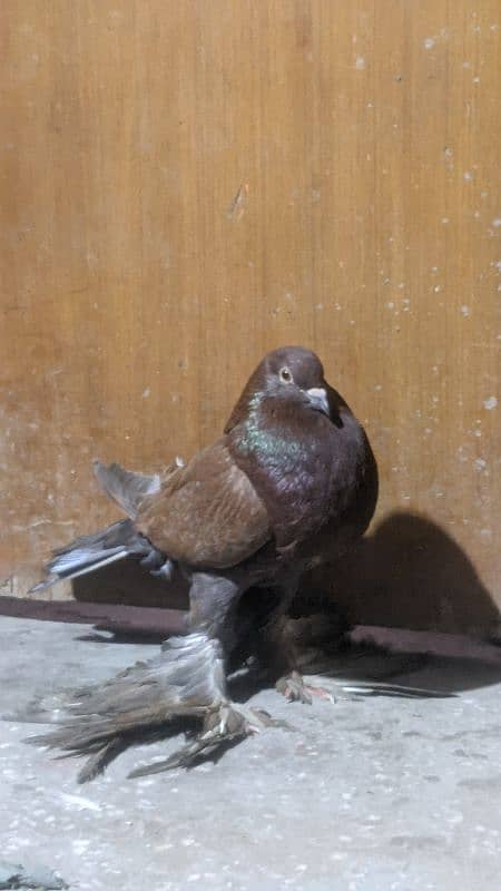 gobara pigeon male     contact 03244458755 3