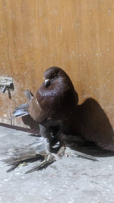 gobara pigeon male     contact 03244458755 4