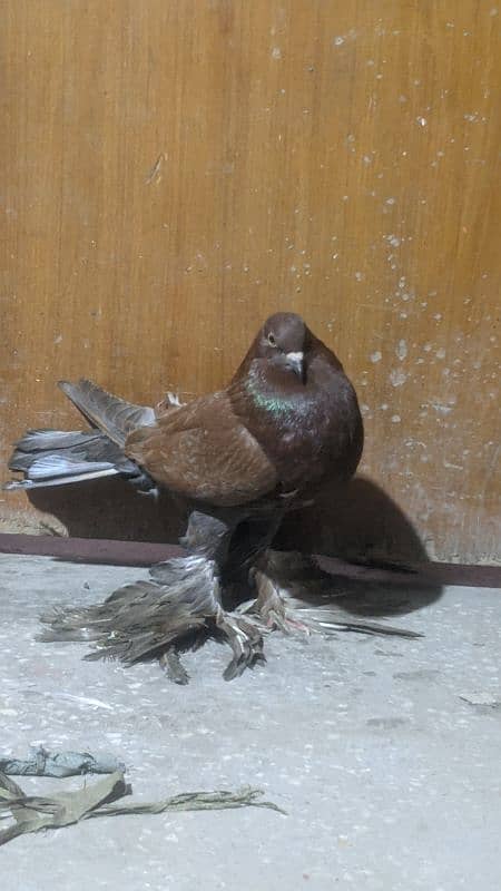 gobara pigeon male     contact 03244458755 5