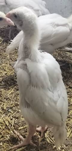 White King O Shamo Chicks Available 0313-4838942