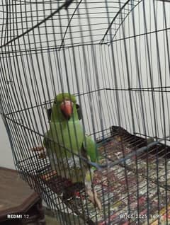 parrot for sell