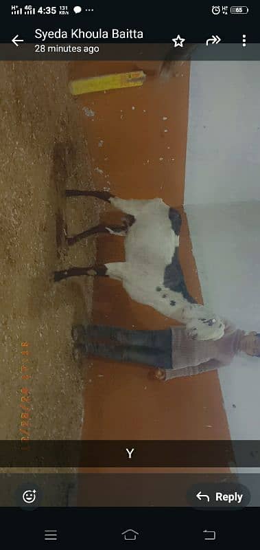 Desi Bakri for urgent sale 0