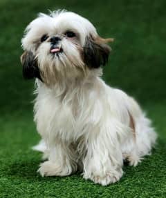 Exclusive Shihtzu puppies