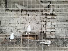 All these pigeons for sale