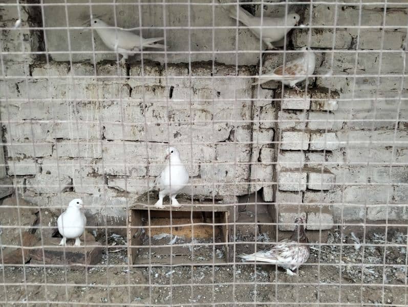 All these pigeons for sale 0