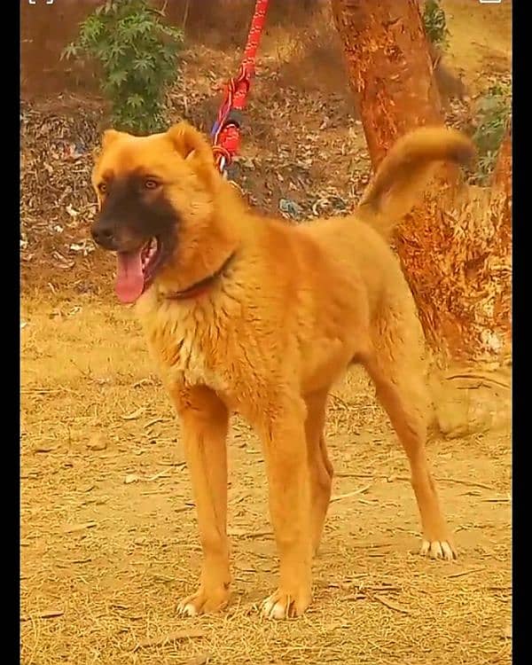 Kurdish kangan male age 8 for sale 0