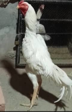 White Shamo Pair/Aseel Shamo chicks /king size/ pure /high quality hen