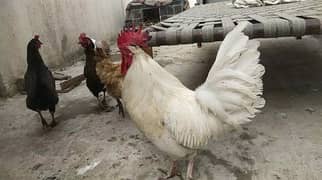 Hen for SALE egg wale Desi hen or golden miser hen for sale