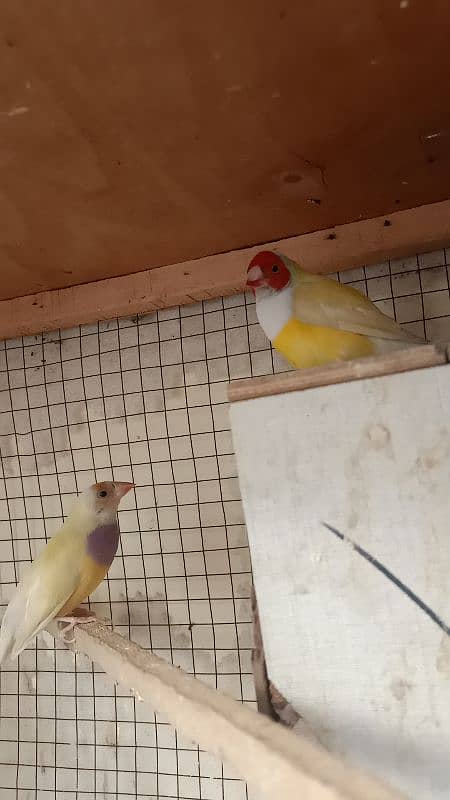 Yellow goldion pair for sell in lahor 0