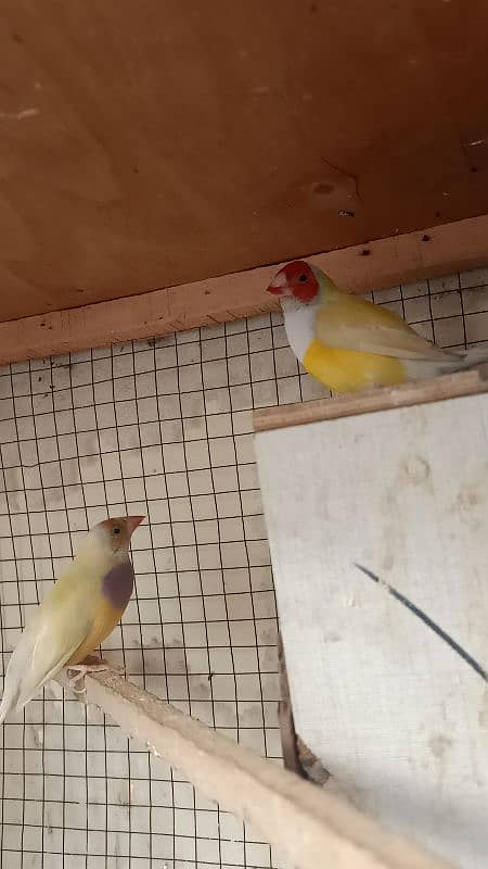 Yellow goldion pair for sell in lahor 3