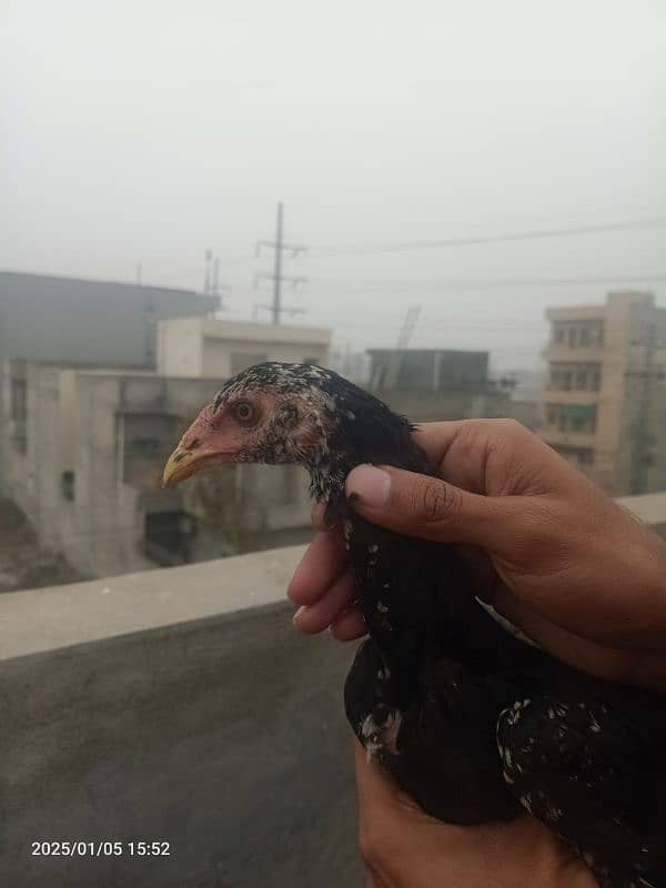 pokoya chick 03288573047 0