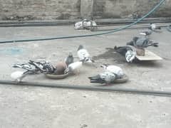 30+ pigeons for sale