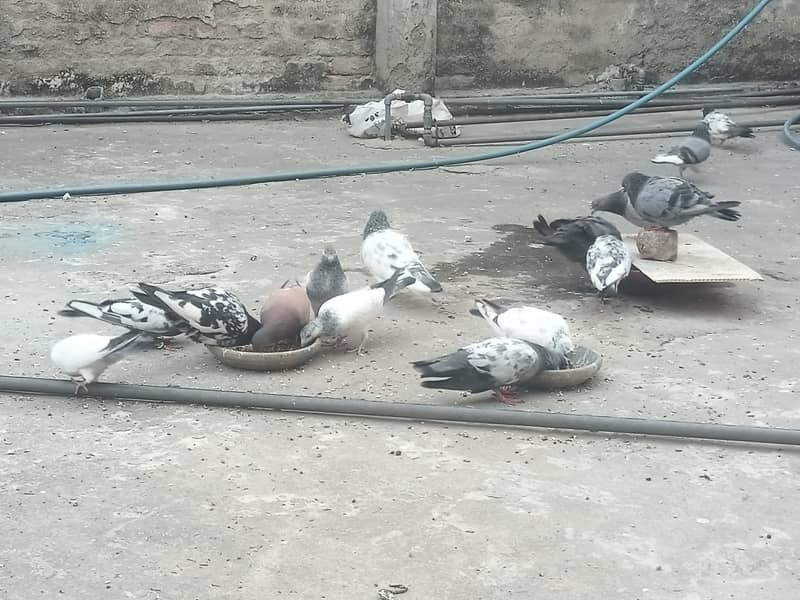 30+ pigeons for sale 0